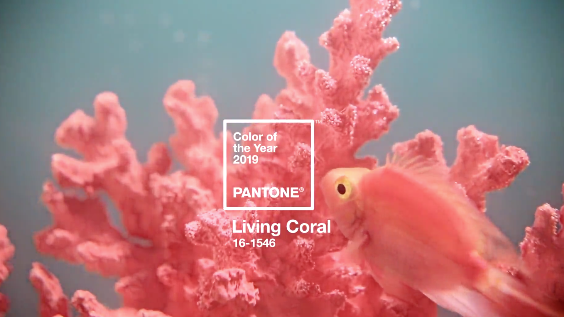 Living Coral, el color Pantone que pintará 2019