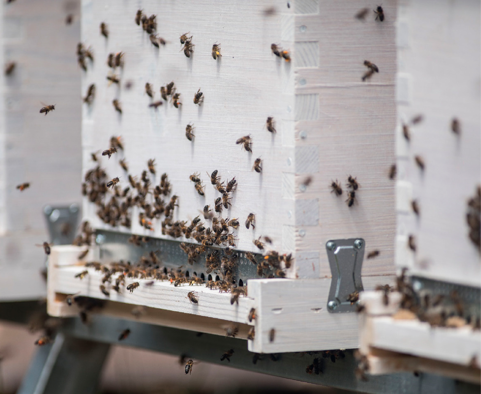 Soluciones sostenibles: Phonothermic en las colmenas de abejas